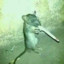 Rat