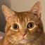Vidy