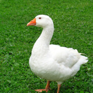 goose