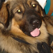 mutt4brains