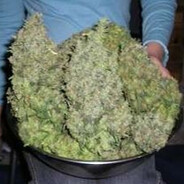 O.G.Kush НА Стероидах