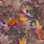 FallenLeaves