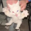 MOONv