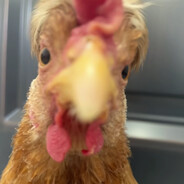 chen成成上天入地