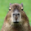 Easygoing Capybara