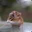 hamstertank