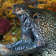 Grouper