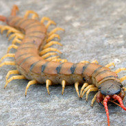 La Escolopendra Asesina