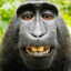 Macaco Chill
