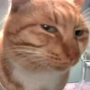 哈基米握南北绿豆