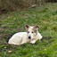 Strolchi der Hund