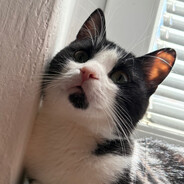 Cat named Sifu Steam avatar