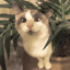 Mr. Kataev