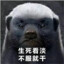 一刺猿