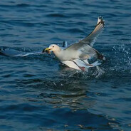 食物を探し海鸥の師匠