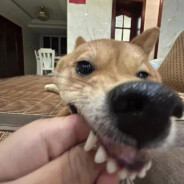 库里哈吉带一段