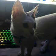 RbN Steam avatar
