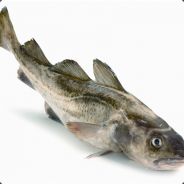 Torsk - steam id 76561197964534987