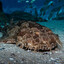 Wobbegong