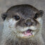 otter