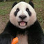 PurplePanda