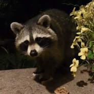 迎着阳光盛大逃亡