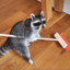 Cleaning Racoon