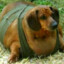 Wiener Dog