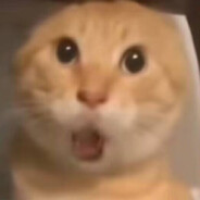 圆头耄耋