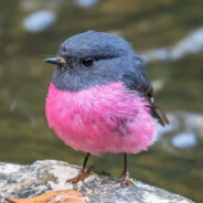 EmilianaH The Pink Tit