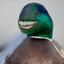 Duck's Master