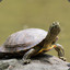 Yellow-turtles
