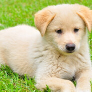 满山猴子我腚最红