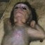 Why i monkey