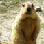 Marmot