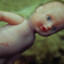 a drowned baby