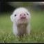 A Cute Baby Pig