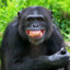 チンパンジー