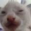 Nigel