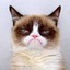 Grumpy_cat
