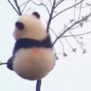 cnmd（吃柠檬吧）