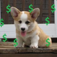 $Corgi$