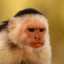 monkey3210_1