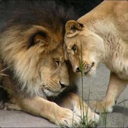 Lioness the Leader of Lions