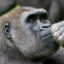 Funny Monkey