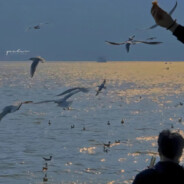 帮我濑下我禄野