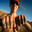 Sw4gDaddy69 avatar
