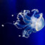 glass_jellyfish