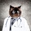 Dr. Cat