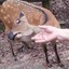 Ice_frog's avatar